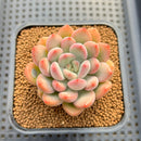 Graptoveria 'Tores' 2" Succulent Plant Cutting