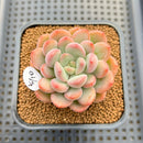 Graptoveria 'Tores' 2" Succulent Plant Cutting