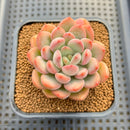 Graptoveria 'Tores' 2" Succulent Plant Cutting