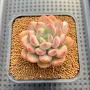 Graptoveria 'Tores' 2" Succulent Plant Cutting