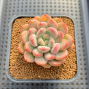 Graptoveria 'Tores' 2" Succulent Plant Cutting
