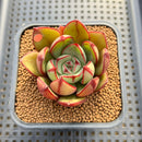 Echeveria 'Juggling' 2" (Nodulosa Hybrid) Succulent Plant Cutting