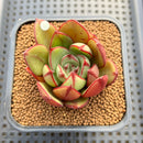 Echeveria 'Juggling' 2" (Nodulosa Hybrid) Succulent Plant Cutting