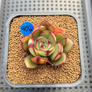 Echeveria 'Juggling' 2" (Nodulosa Hybrid) Succulent Plant Cutting