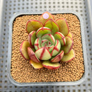 Echeveria 'Juggling' 2" (Nodulosa Hybrid) Succulent Plant Cutting