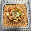 Echeveria 'Juggling' 2" (Nodulosa Hybrid) Succulent Plant Cutting