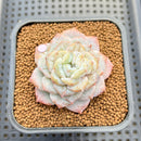 Echeveria 'Sugarling' Mutated 2" Succulent Plant Cutting