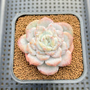Echeveria 'Sugarling' Mutated 2" Succulent Plant Cutting