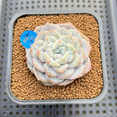 Echeveria 'Sugarling' Mutated 2" Succulent Plant Cutting