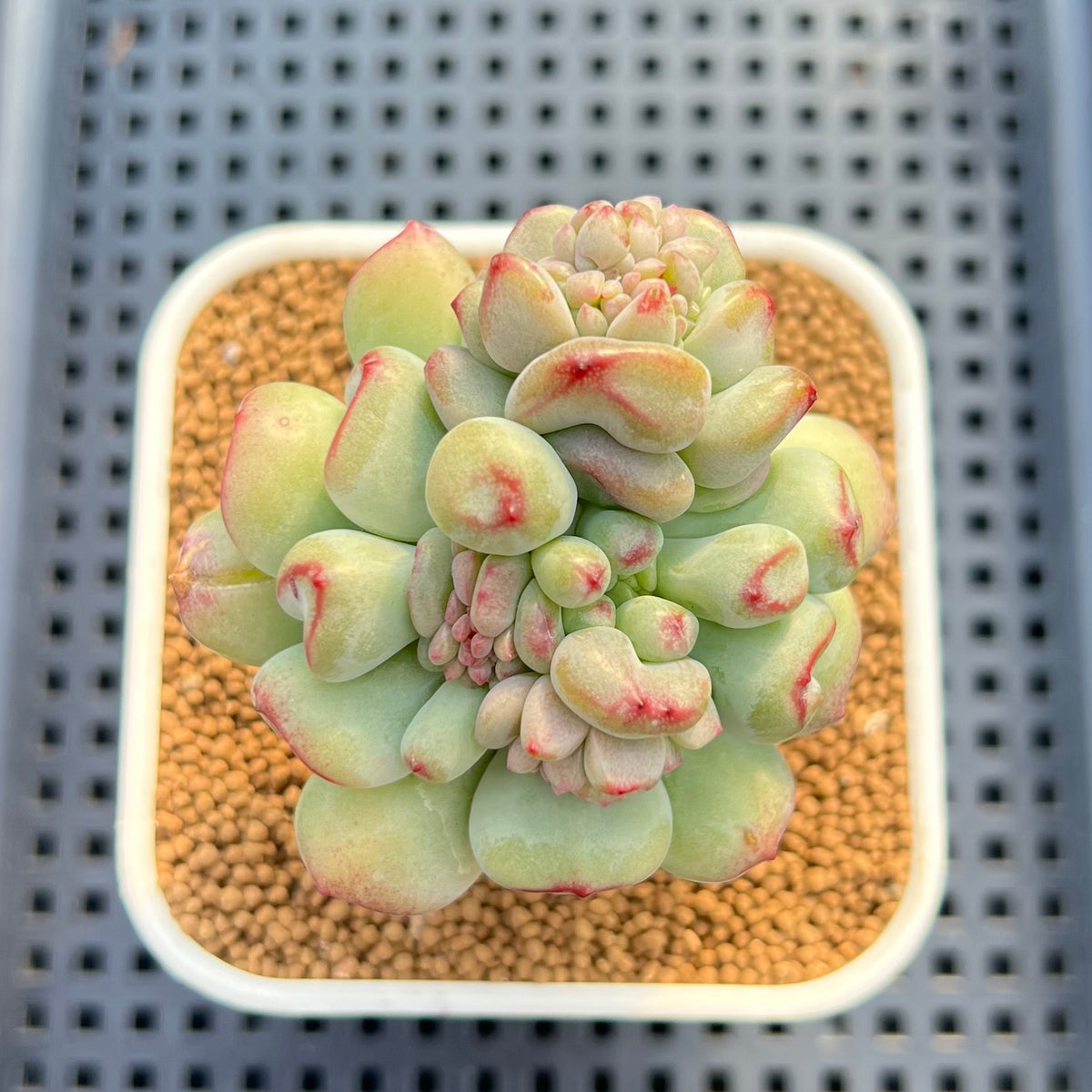 Echeveria 'Heart Ball' 3"-4" Succulent Plant Cutting