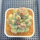 Echeveria 'Heart Ball' 3"-4" Succulent Plant Cutting