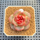 Echeveria 'Shiny Rabbit' 1"-2" Succulent Plant Cutting