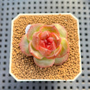 Echeveria 'Shiny Rabbit' 1"-2" Succulent Plant Cutting