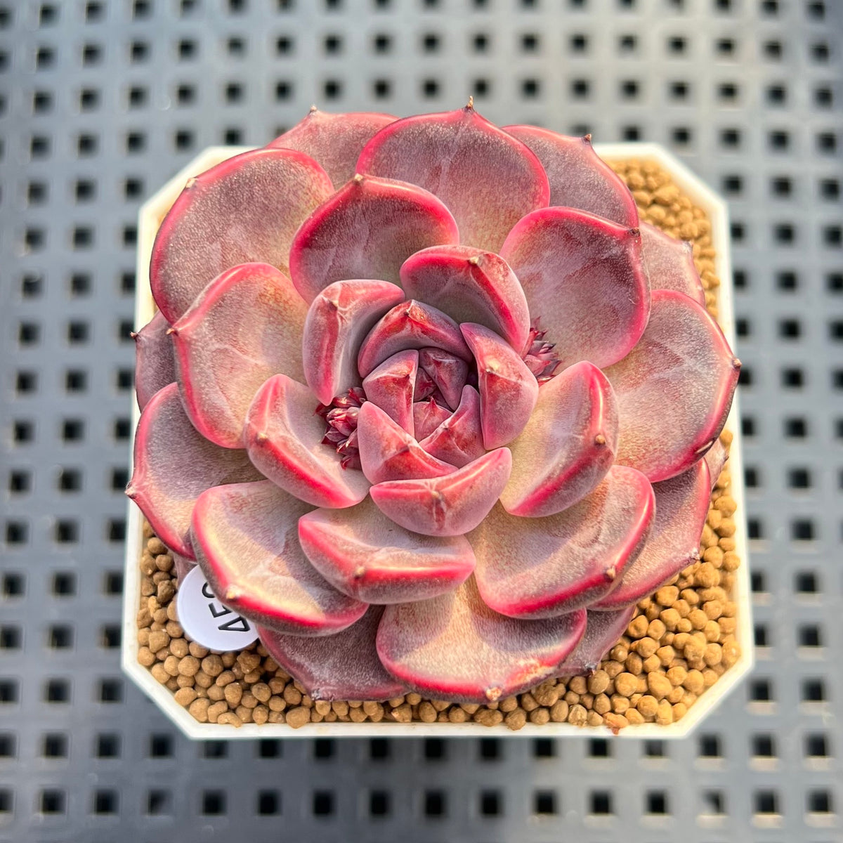Echeveria 'Cherry Jelly' 2" Succulent Plant Cutting