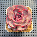 Echeveria 'Cherry Jelly' 2" Succulent Plant Cutting