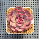 Echeveria 'Cherry Jelly' 2" Succulent Plant Cutting