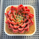 Echeveria 'Red Lotus Terrace' 3" Succulent Plant Cutting