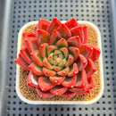 Echeveria 'Red Lotus Terrace' 3" Succulent Plant Cutting