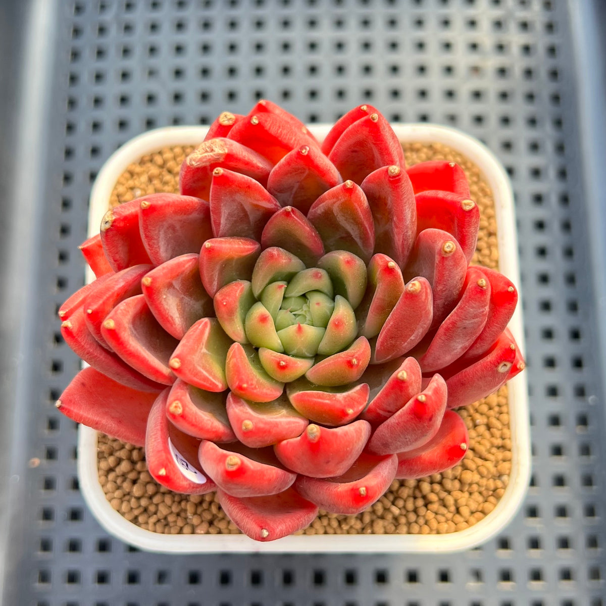 Echeveria 'Red Lotus Terrace' 3" Succulent Plant Cutting