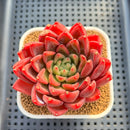 Echeveria 'Red Lotus Terrace' 3" Succulent Plant Cutting