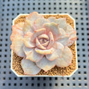 Echeveria 'Melancholy' Monstrose 3" Succulent Plant Cutting