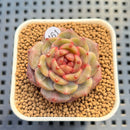 Echeveria 'Annie Rain' 1" Succulent Plant Cutting