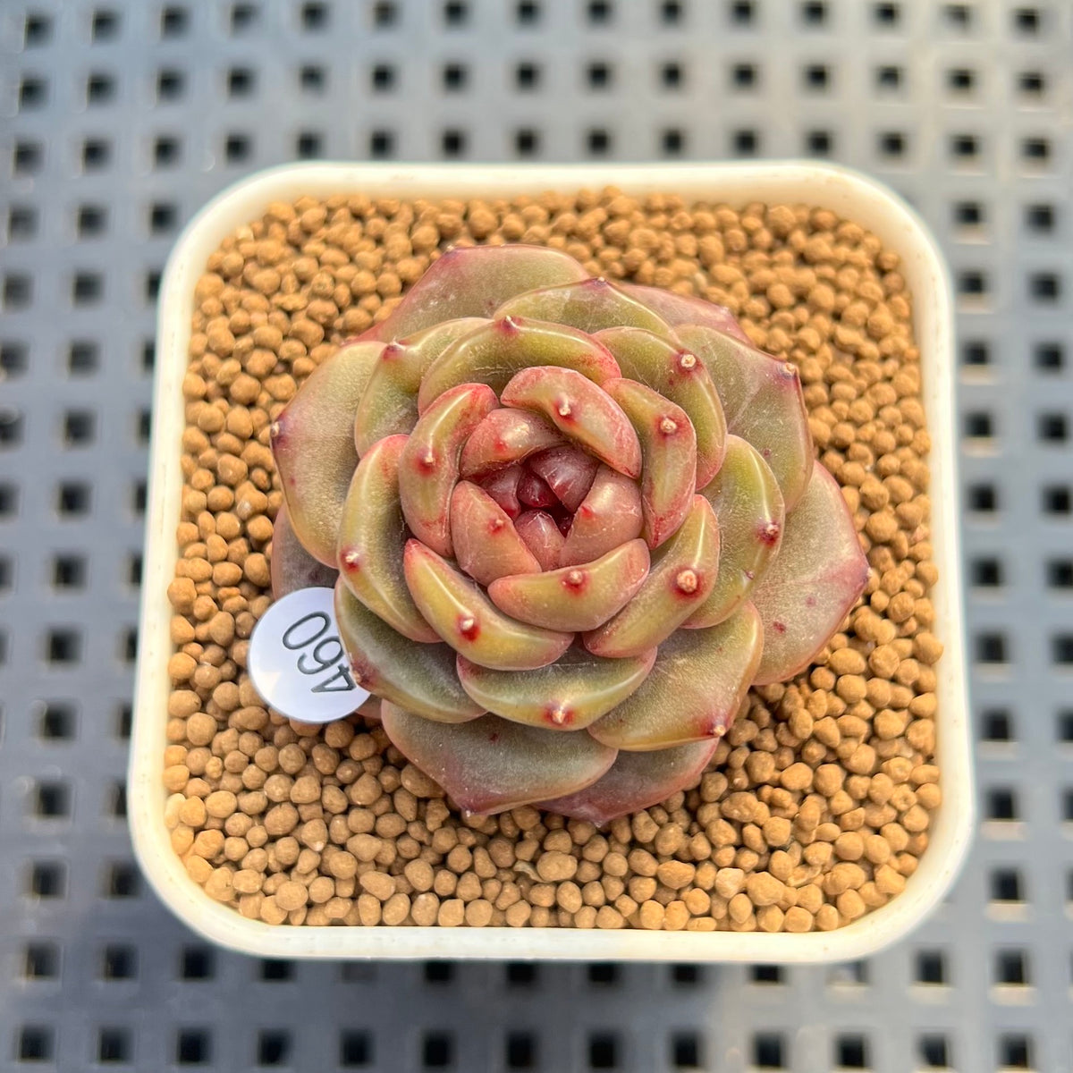 Echeveria 'Annie Rain' 1" Succulent Plant Cutting