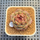 Echeveria 'Annie Rain' 1" Succulent Plant Cutting