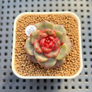 Echeveria 'Annie Rain' 1" Succulent Plant Cutting