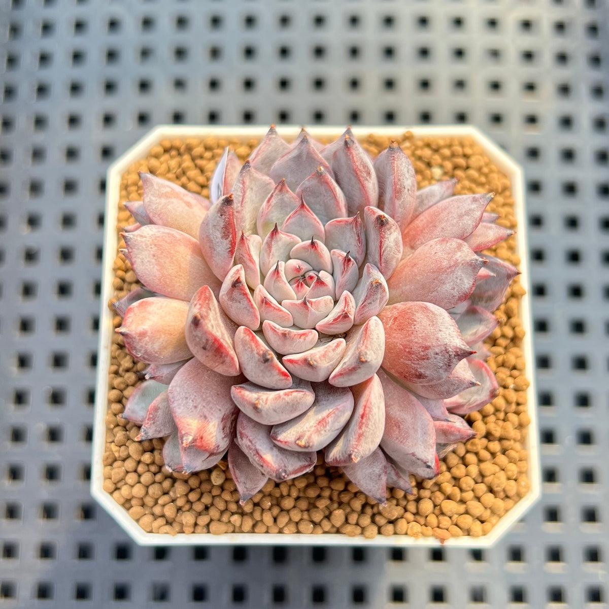 Echeveria 'Alice Blue' 2"-3" Succulent Plant Cutting