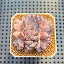 Echeveria 'Alice Blue' 2"-3" Succulent Plant Cutting