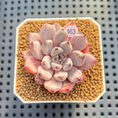 Echeveria 'Biju' 2" Succulent Plant Cutting