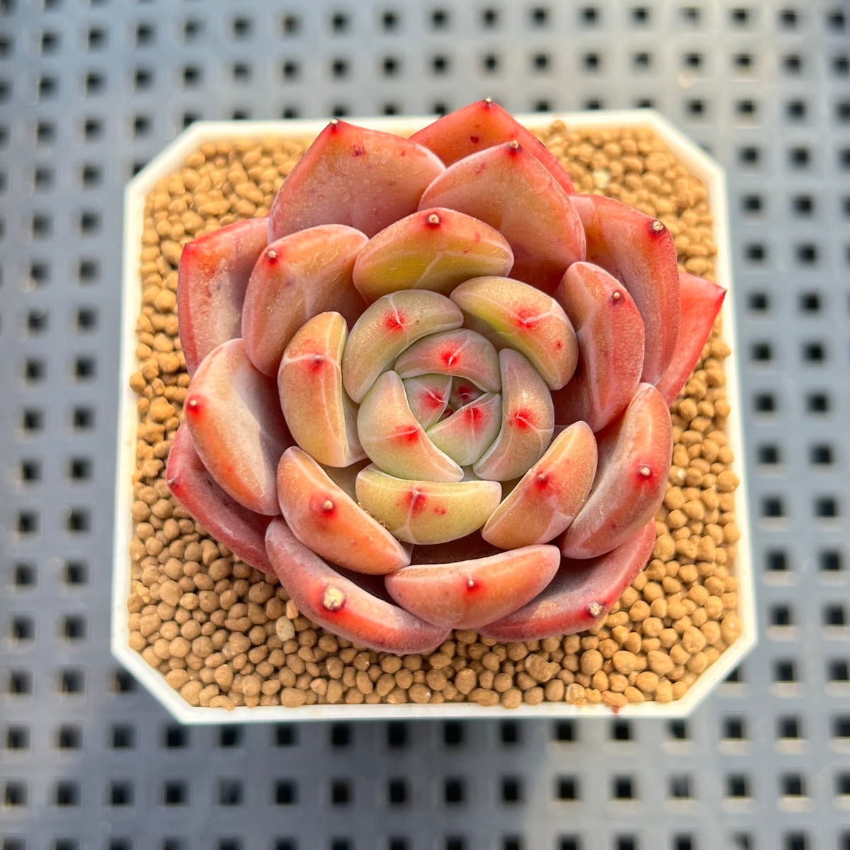 Echeveria 'Sharman' 2" Succulent Plant Cutting