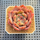 Echeveria 'Sharman' 2" Succulent Plant Cutting