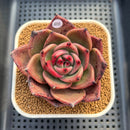 Echeveria Agavoides 'Kevin Kaiser' 2"-3" Succulent Plant Cutting