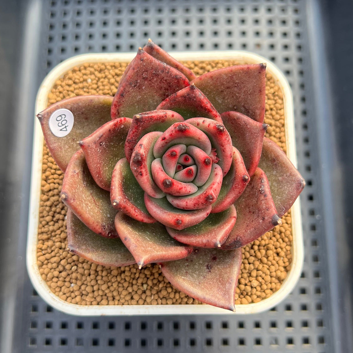 Echeveria Agavoides 'Kevin Kaiser' 2"-3" Succulent Plant Cutting