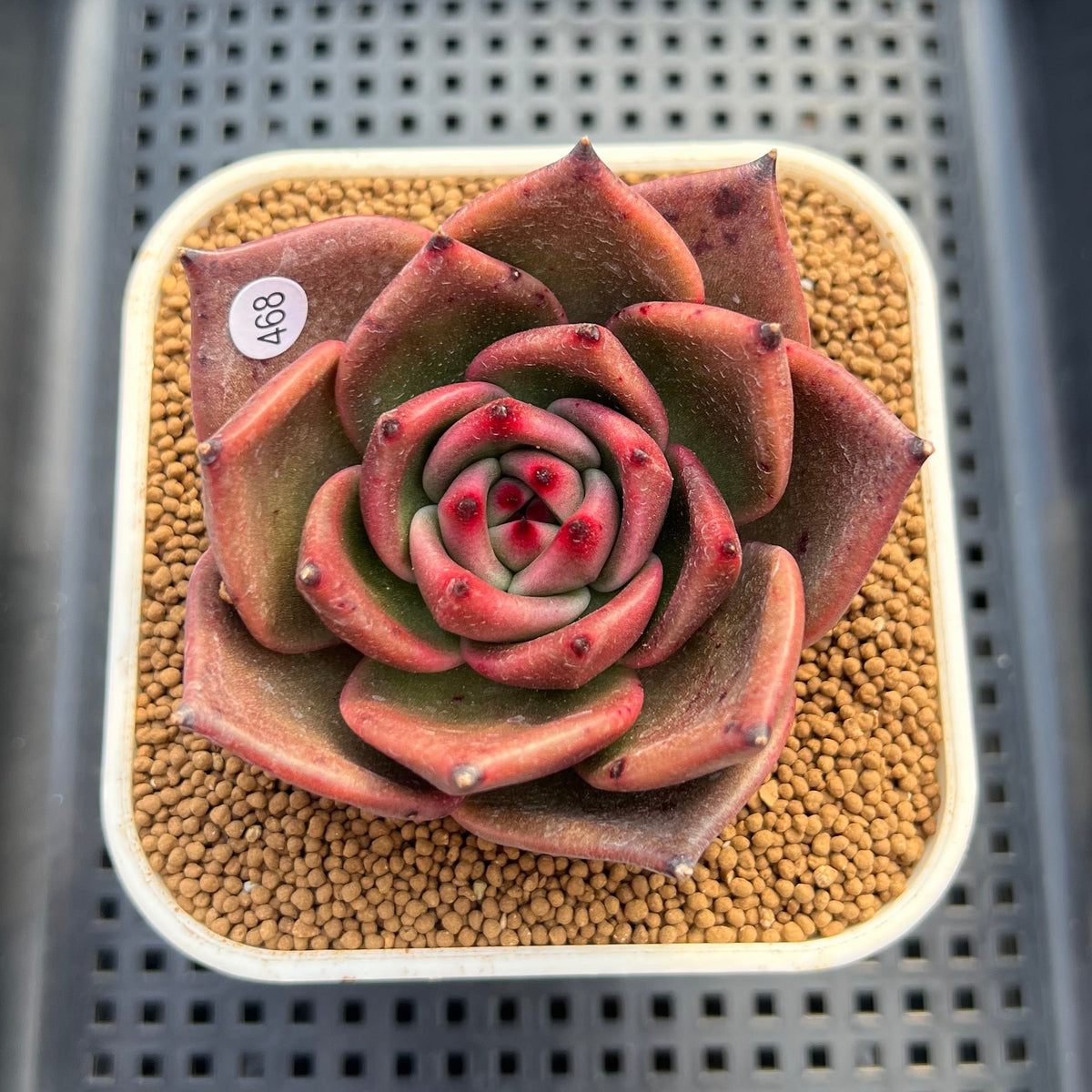 Echeveria Agavoides 'Kevin Kaiser' 2"-3" Succulent Plant Cutting