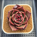 Echeveria Agavoides 'Kevin Kaiser' 2"-3" Succulent Plant Cutting