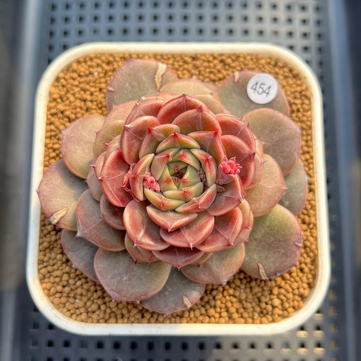 Echeveria 'Crepe' 3" (Lola Hybrid) Changhee Hybrid Succulent Plant Cutting