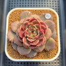 Echeveria 'Crepe' 3" (Lola Hybrid) Changhee Hybrid Succulent Plant Cutting