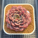 Echeveria 'Crepe' 3" (Lola Hybrid) Changhee Hybrid Succulent Plant Cutting