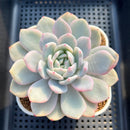 Echeveria 'Orange Monroe' Variegated 2"-3" Succulent Plant