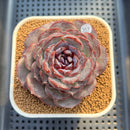 Echeveria 'Purple Oranda' 3" Succulent Plant Cutting