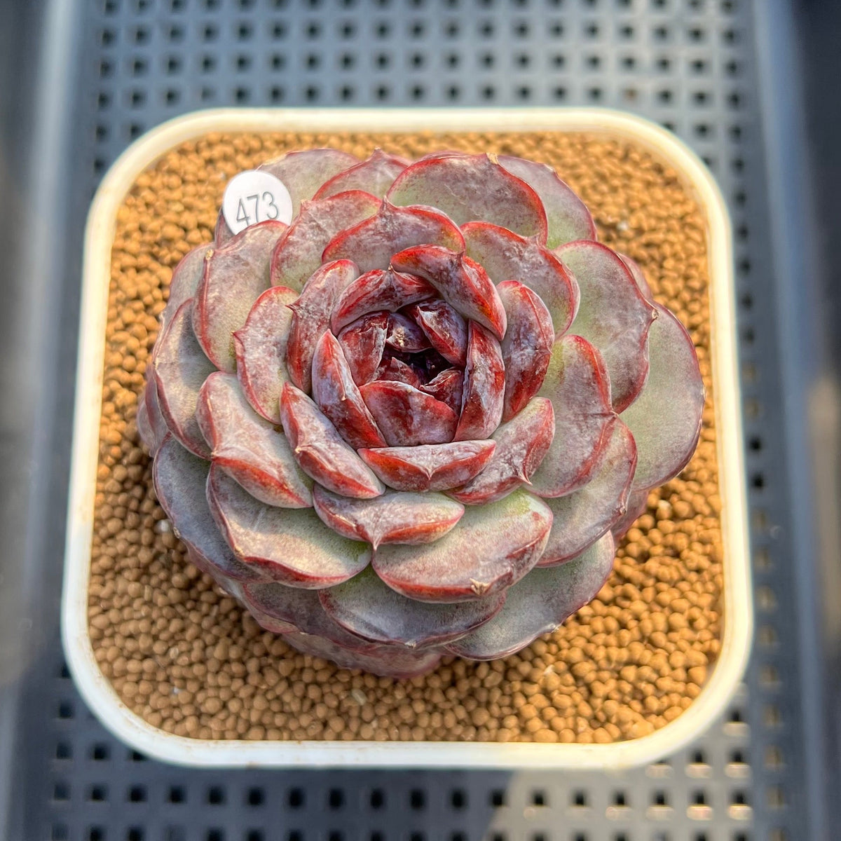 Echeveria 'Purple Oranda' 3" Succulent Plant Cutting