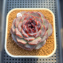 Echeveria 'Purple Oranda' 3" Succulent Plant Cutting