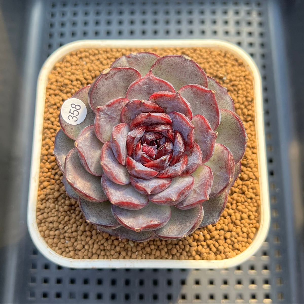Echeveria 'Purple Oranda' 3" Succulent Plant Cutting