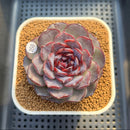Echeveria 'Purple Oranda' 3" Succulent Plant Cutting