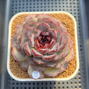 Echeveria 'Purple Oranda' 3" Succulent Plant Cutting