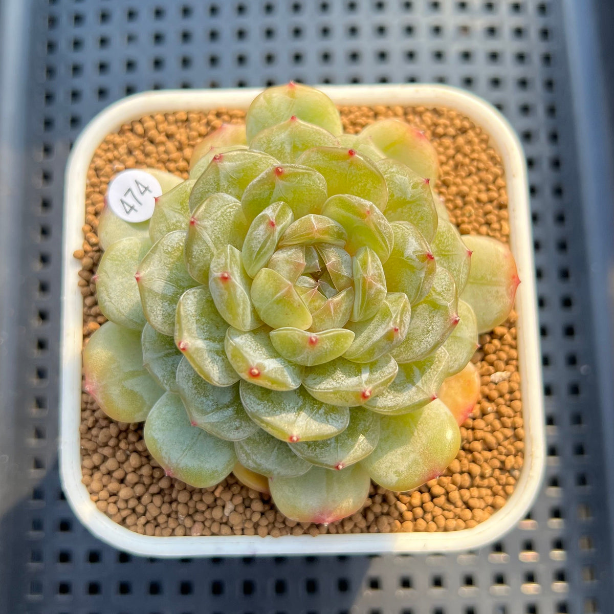 Echeveria 'Esmeralda' Jelly Type 2"-3" Succulent Plant Cutting