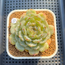 Echeveria 'Esmeralda' Jelly Type 2"-3" Succulent Plant Cutting